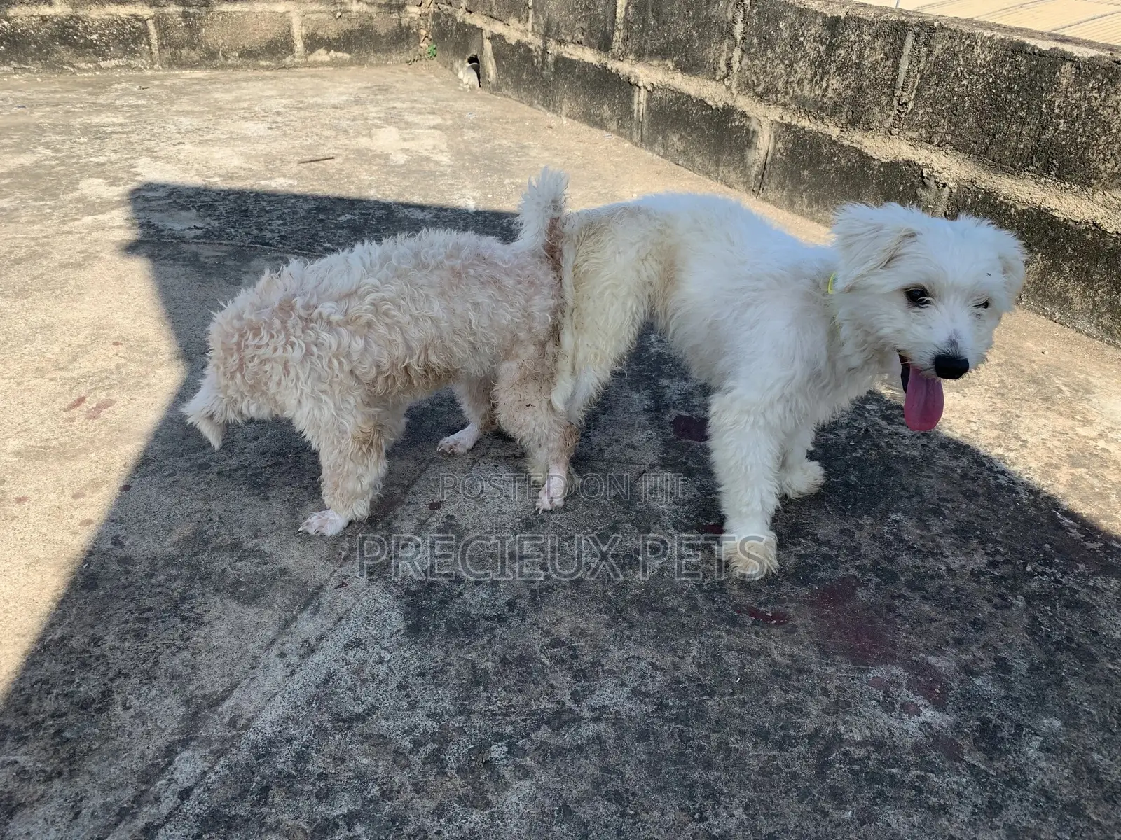 Mating / Crossing / Stud Services Toy Dogs