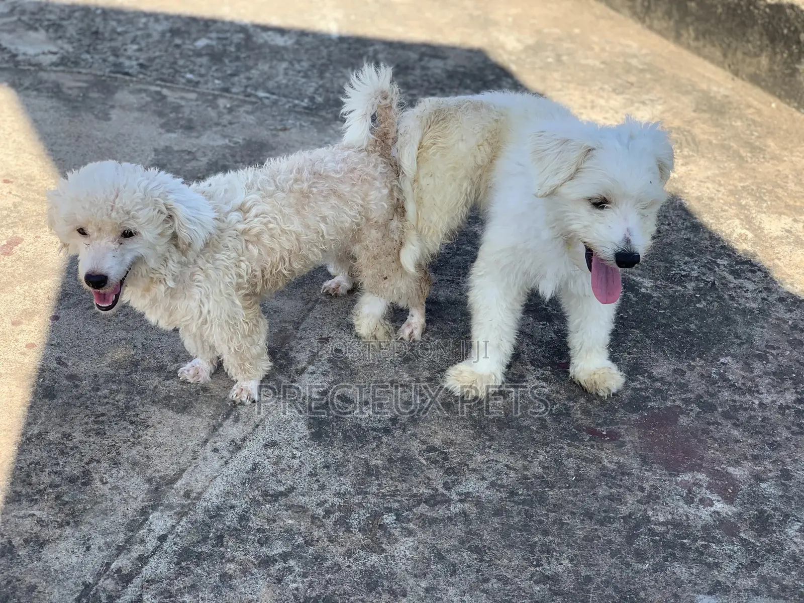 Mating / Crossing / Stud Services Toy Dogs