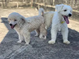 Mating / Crossing / Stud Services Toy Dogs