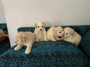 1-3 Months Female Purebred Poodle