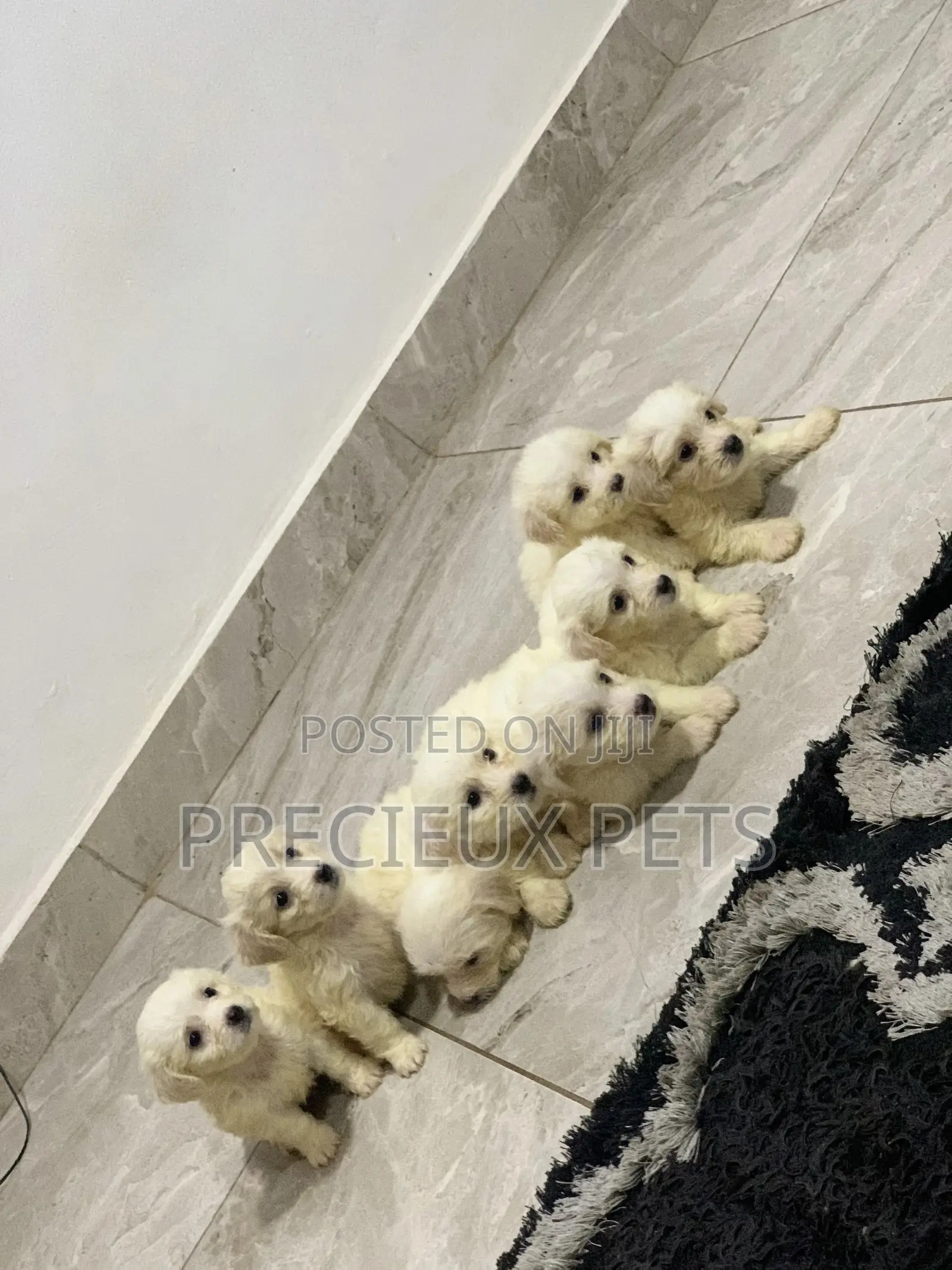 1-3 Months Female Purebred Maltese