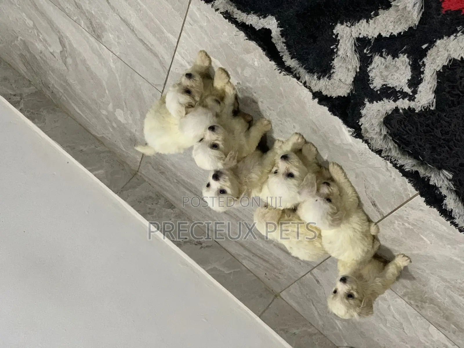 1-3 Months Female Purebred Maltese