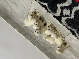 1-3 Months Female Purebred Maltese