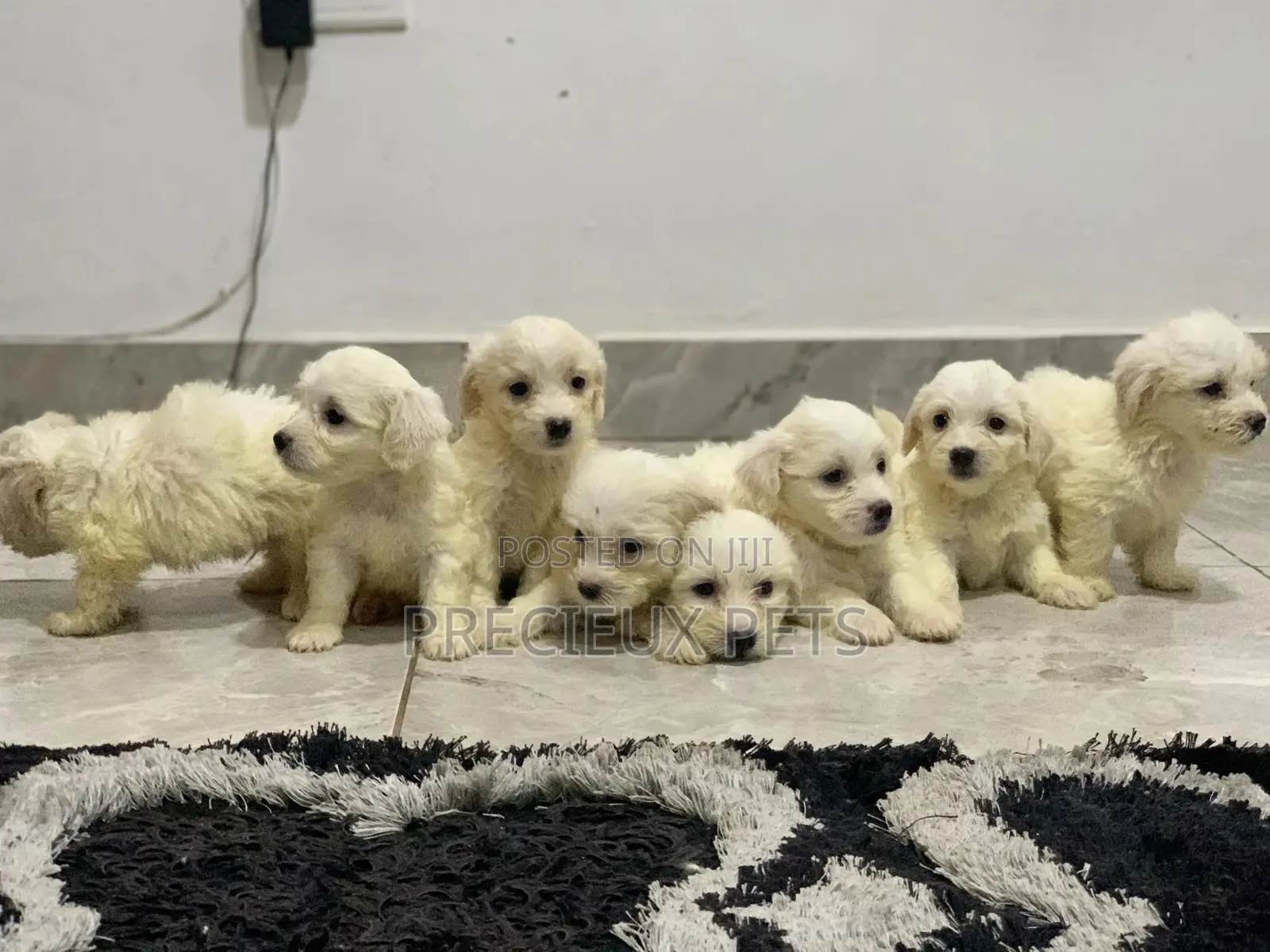 1-3 Months Female Purebred Maltese
