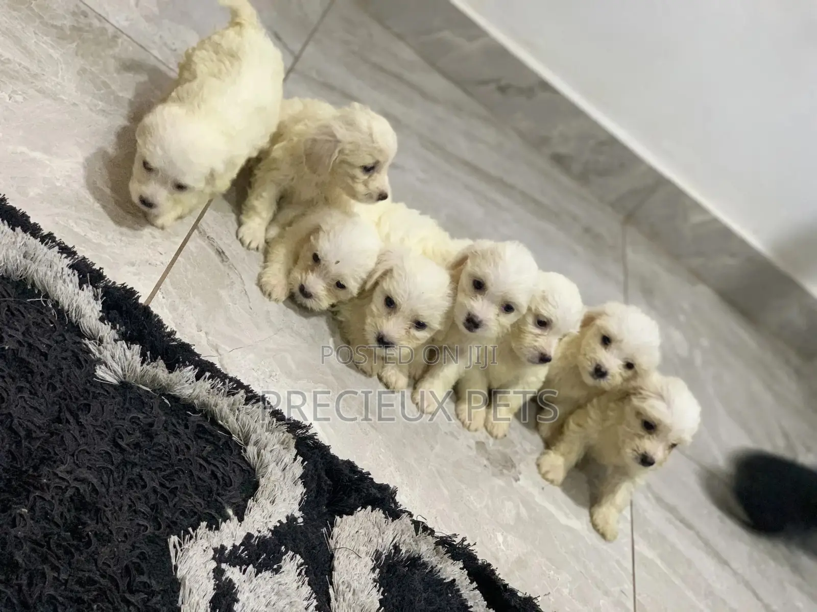 1-3 Months Female Purebred Maltese