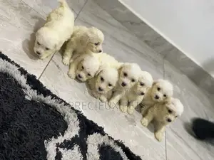 1-3 Months Female Purebred Maltese