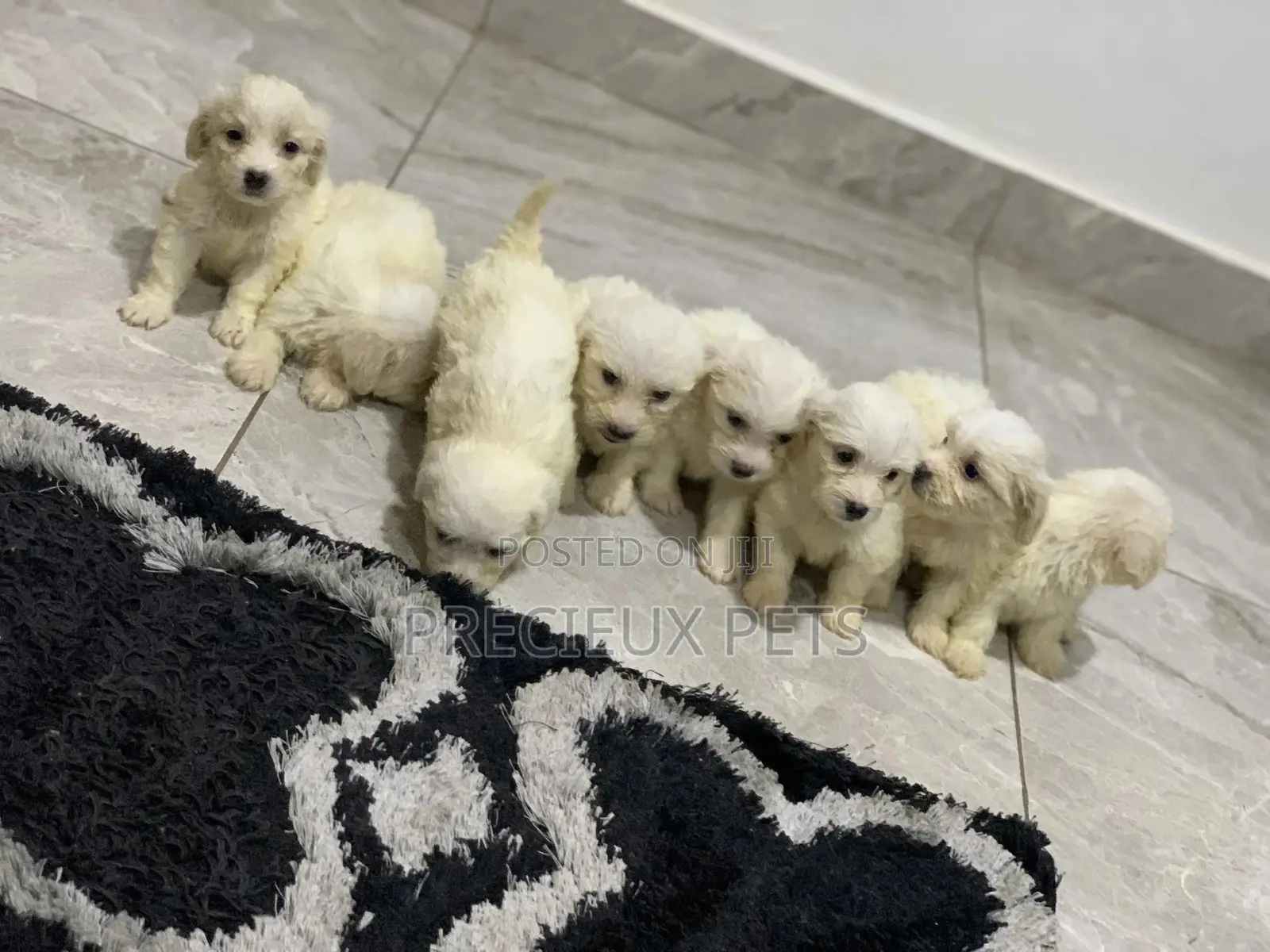 1-3 Months Female Purebred Maltese