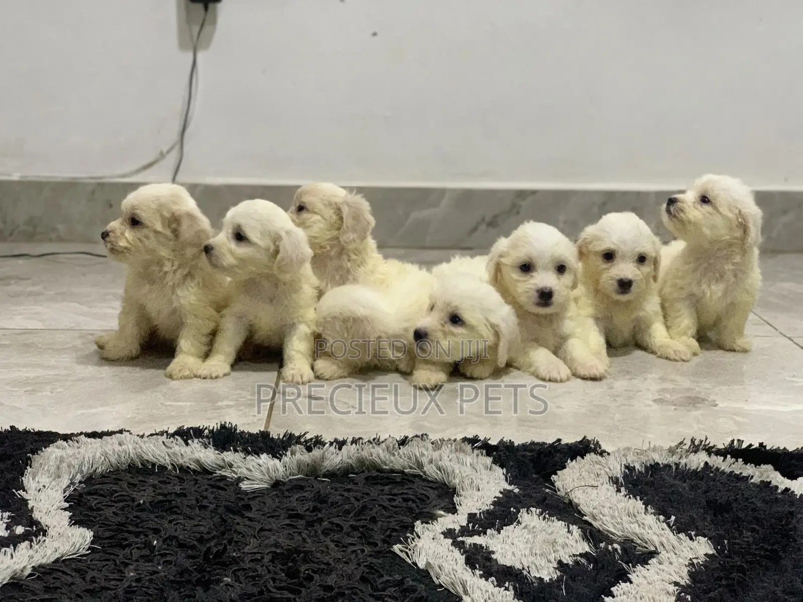 1-3 Months Female Purebred Maltese