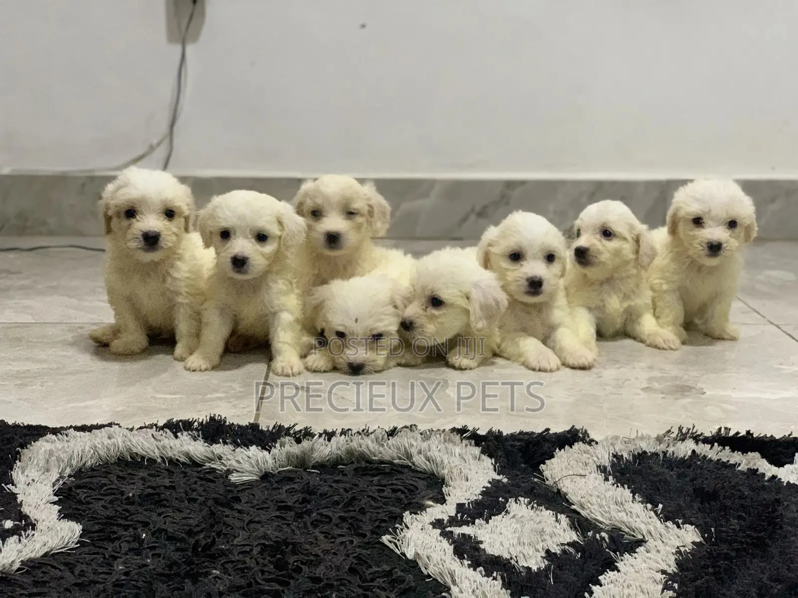 1-3 Months Female Purebred Maltese