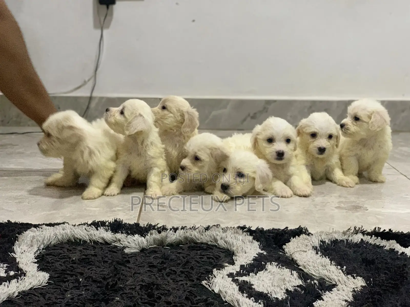 1-3 Months Female Purebred Maltese