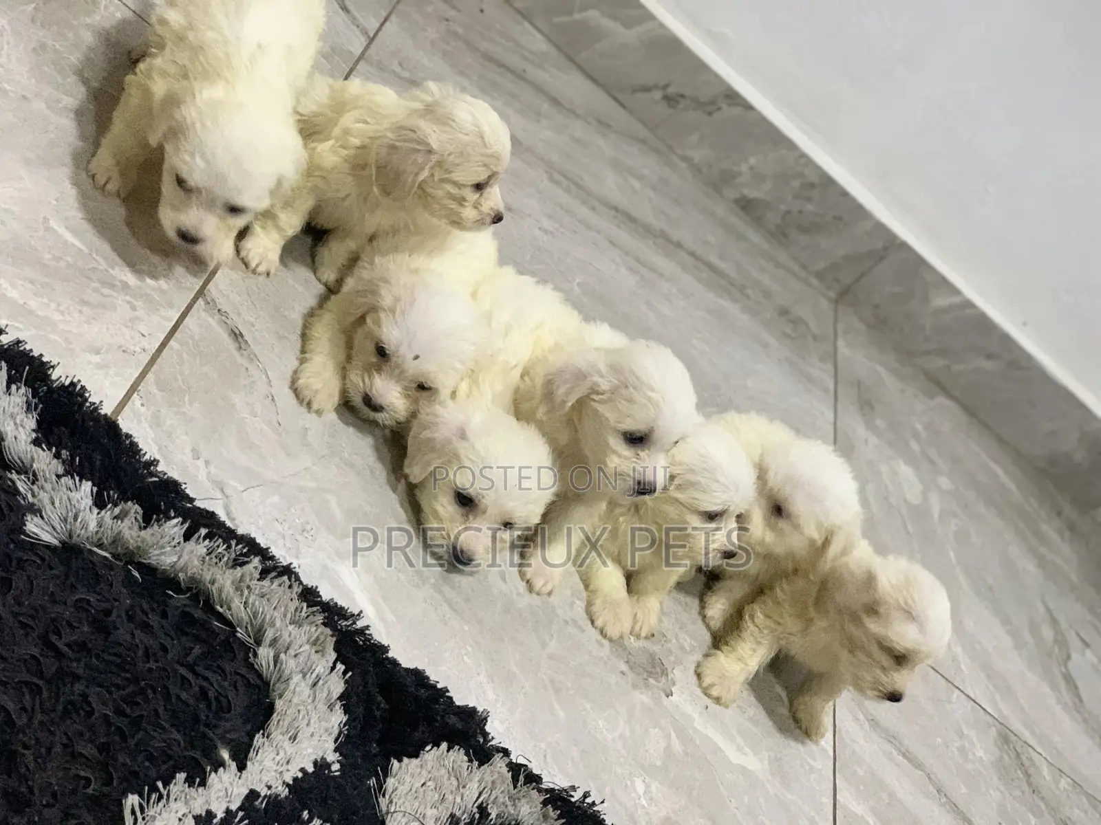 1-3 Months Female Purebred Maltese