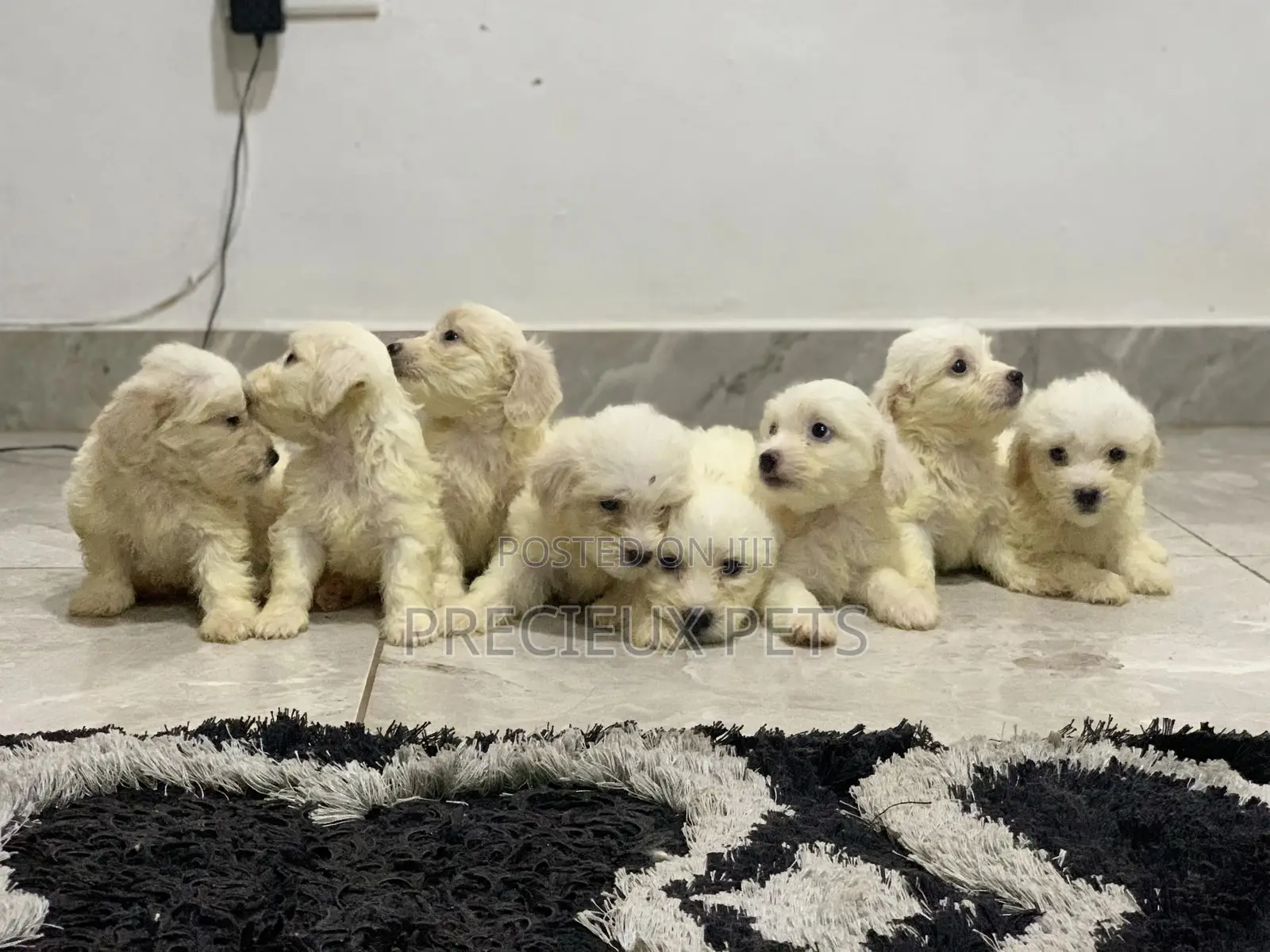 1-3 Months Female Purebred Maltese