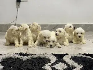 1-3 Months Female Purebred Maltese
