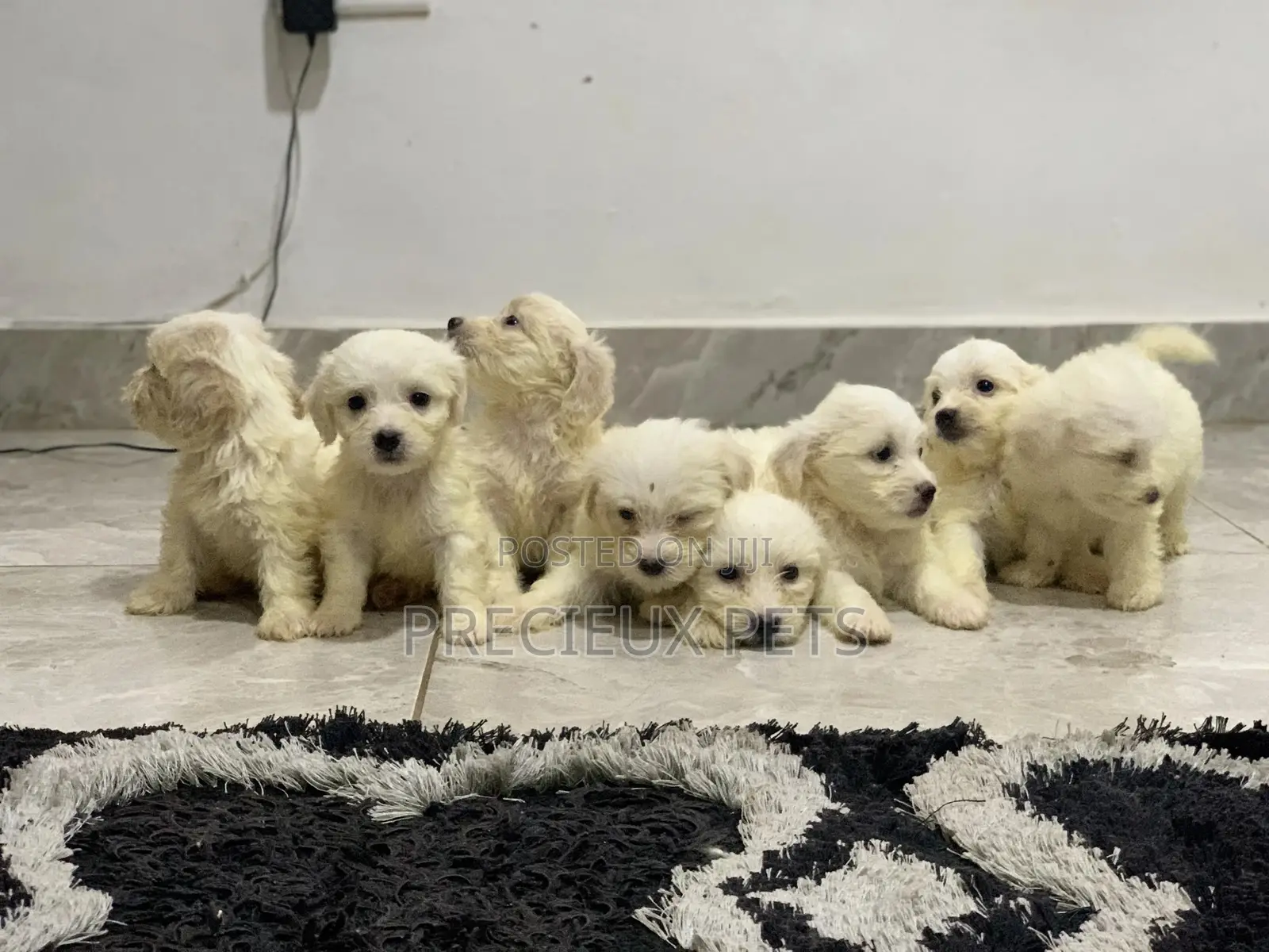 1-3 Months Female Purebred Maltese