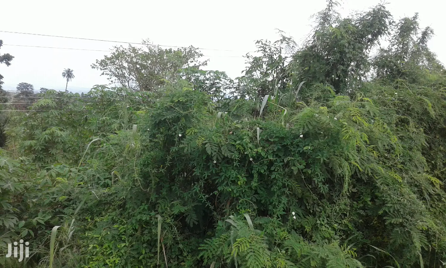 Farmlands,Residential Lands and Cocoa Farmlands