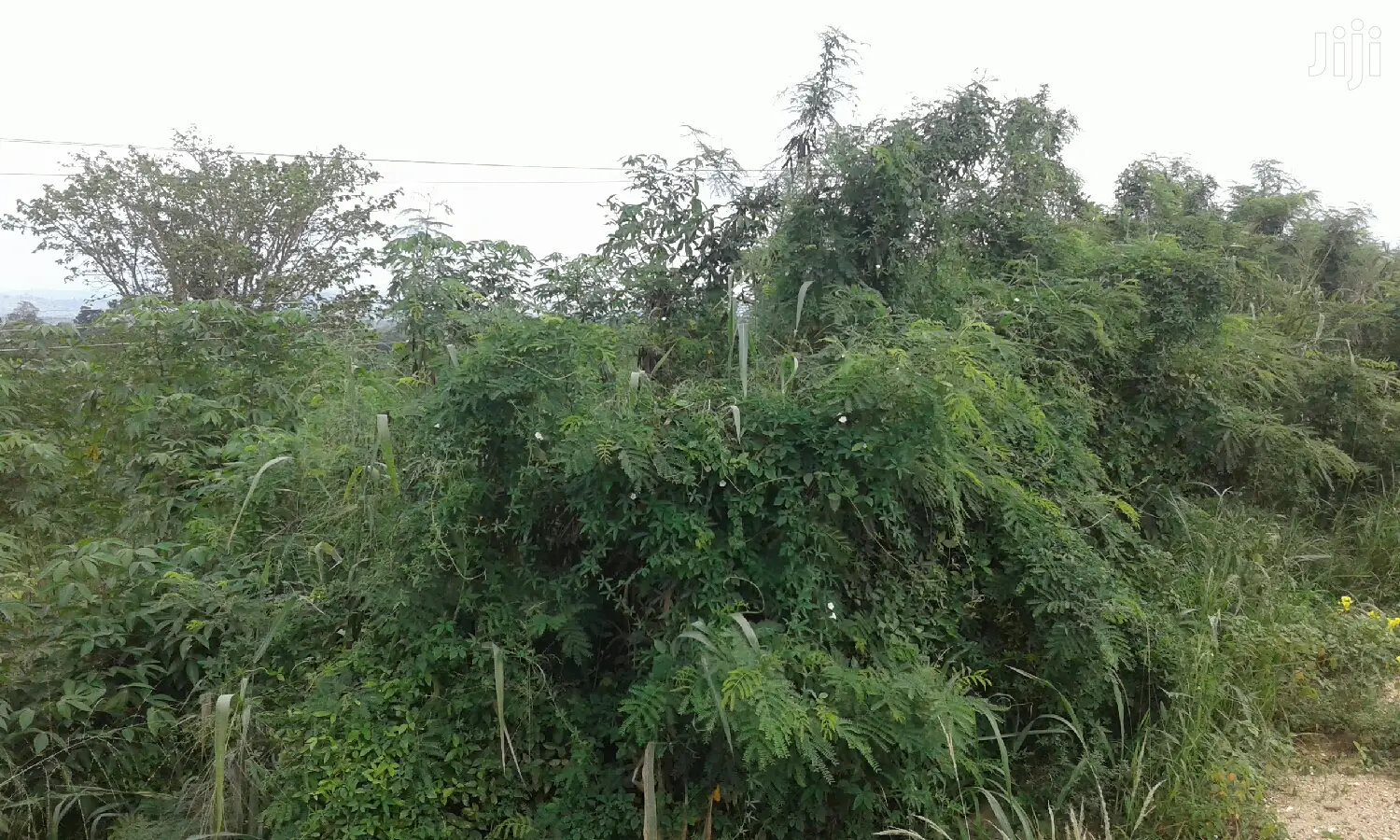Farmlands,Residential Lands and Cocoa Farmlands
