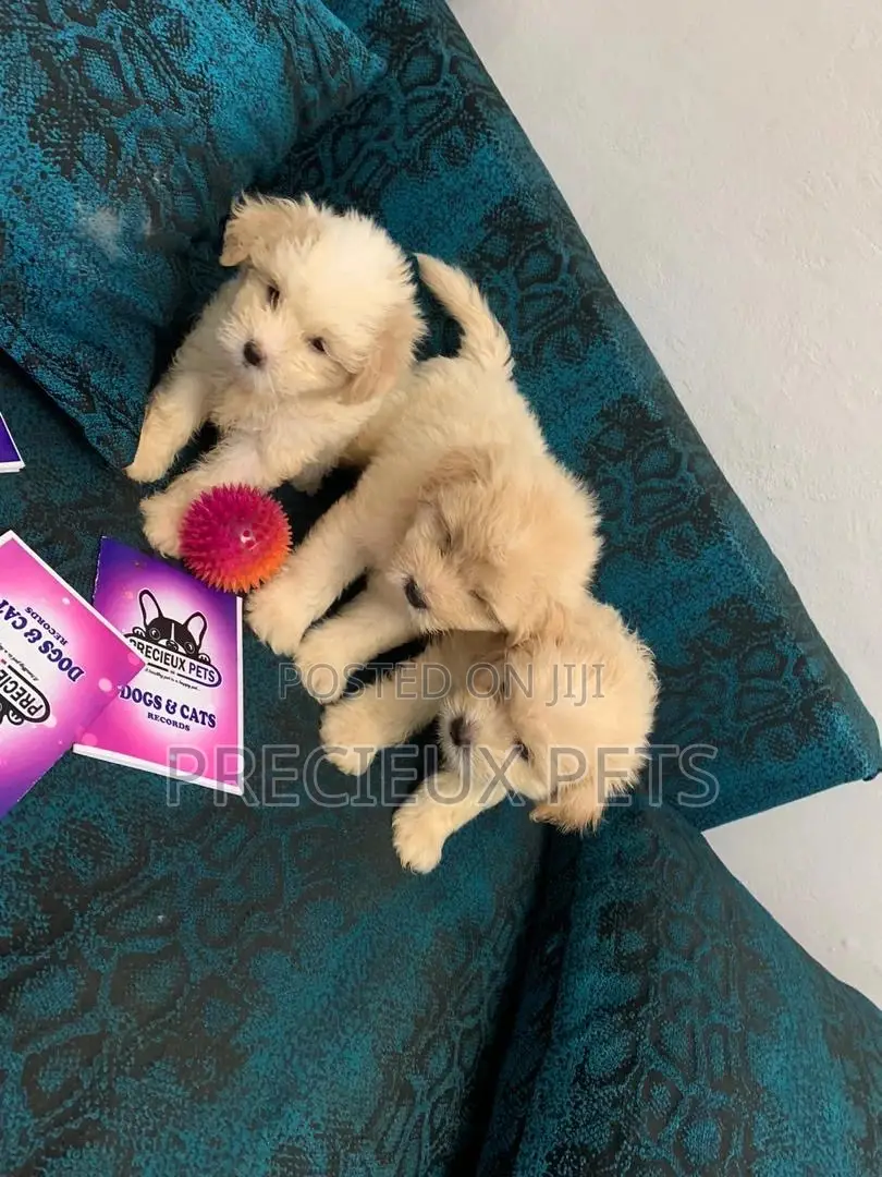 1-3 Months Female Purebred Poodle