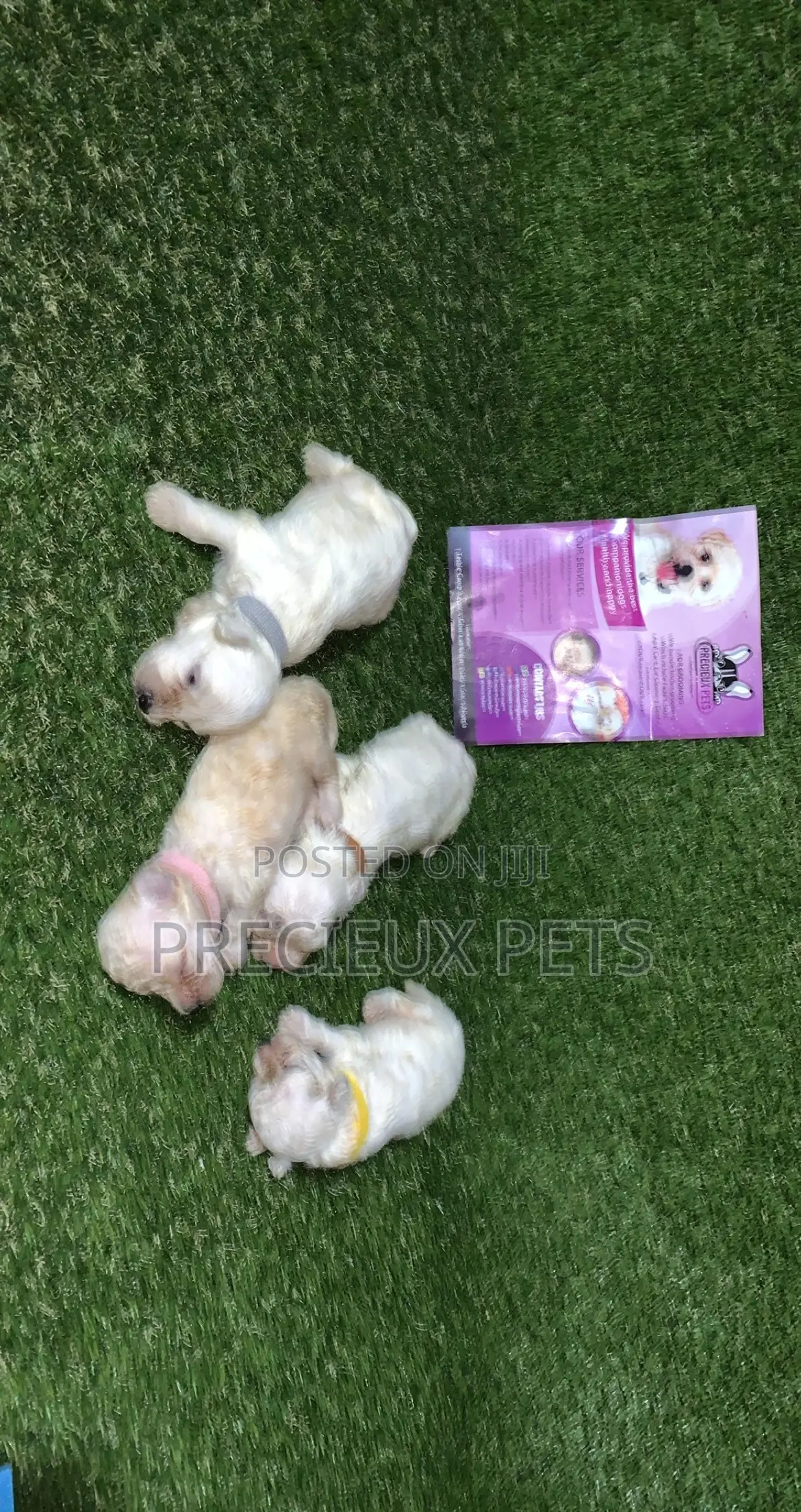 0-1 month Male Purebred Poodle