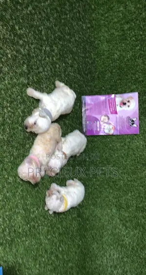 0-1 month Male Purebred Poodle
