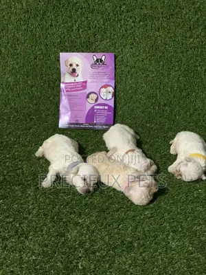 0-1 month Male Purebred Poodle