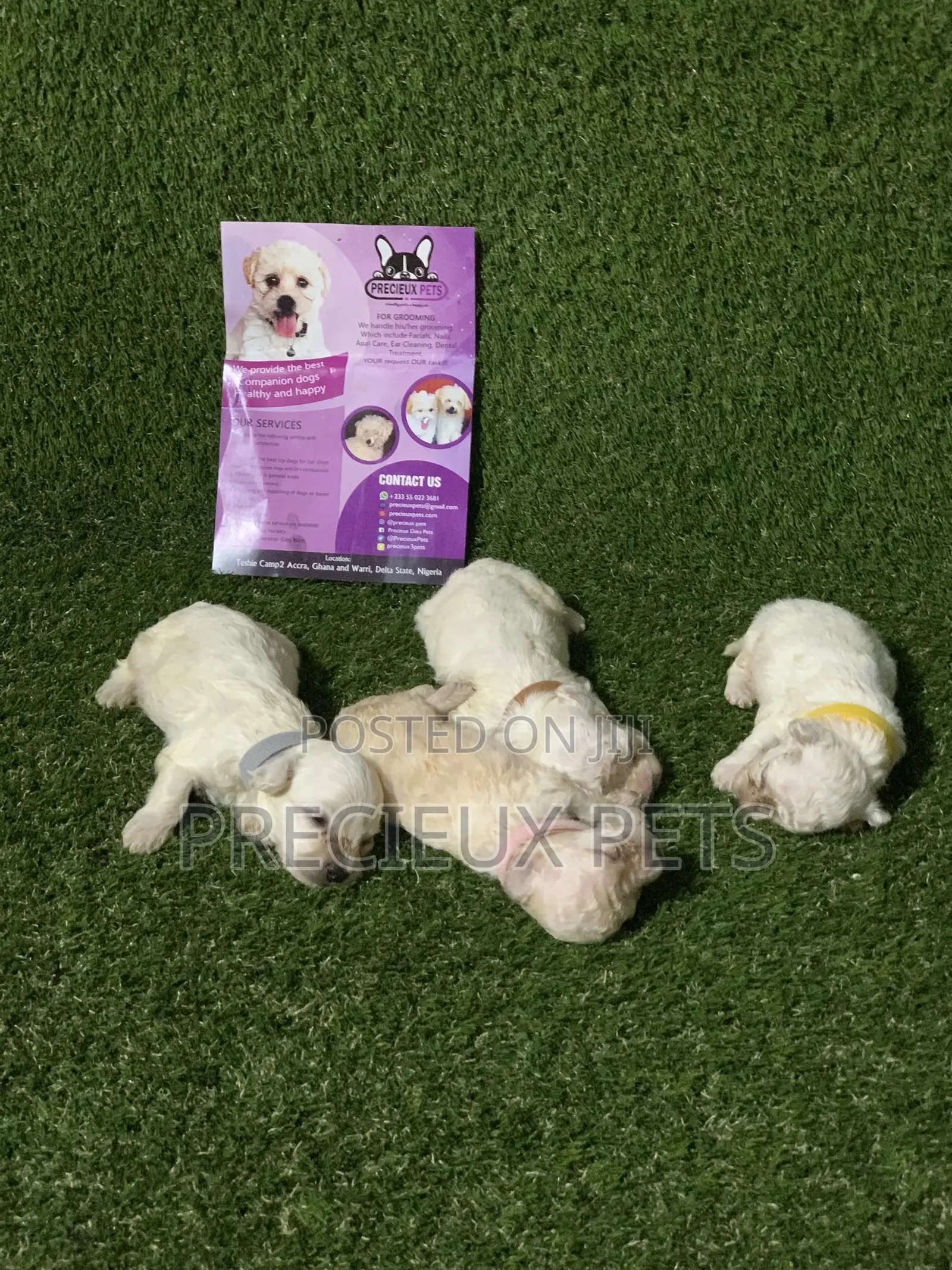 0-1 month Male Purebred Poodle