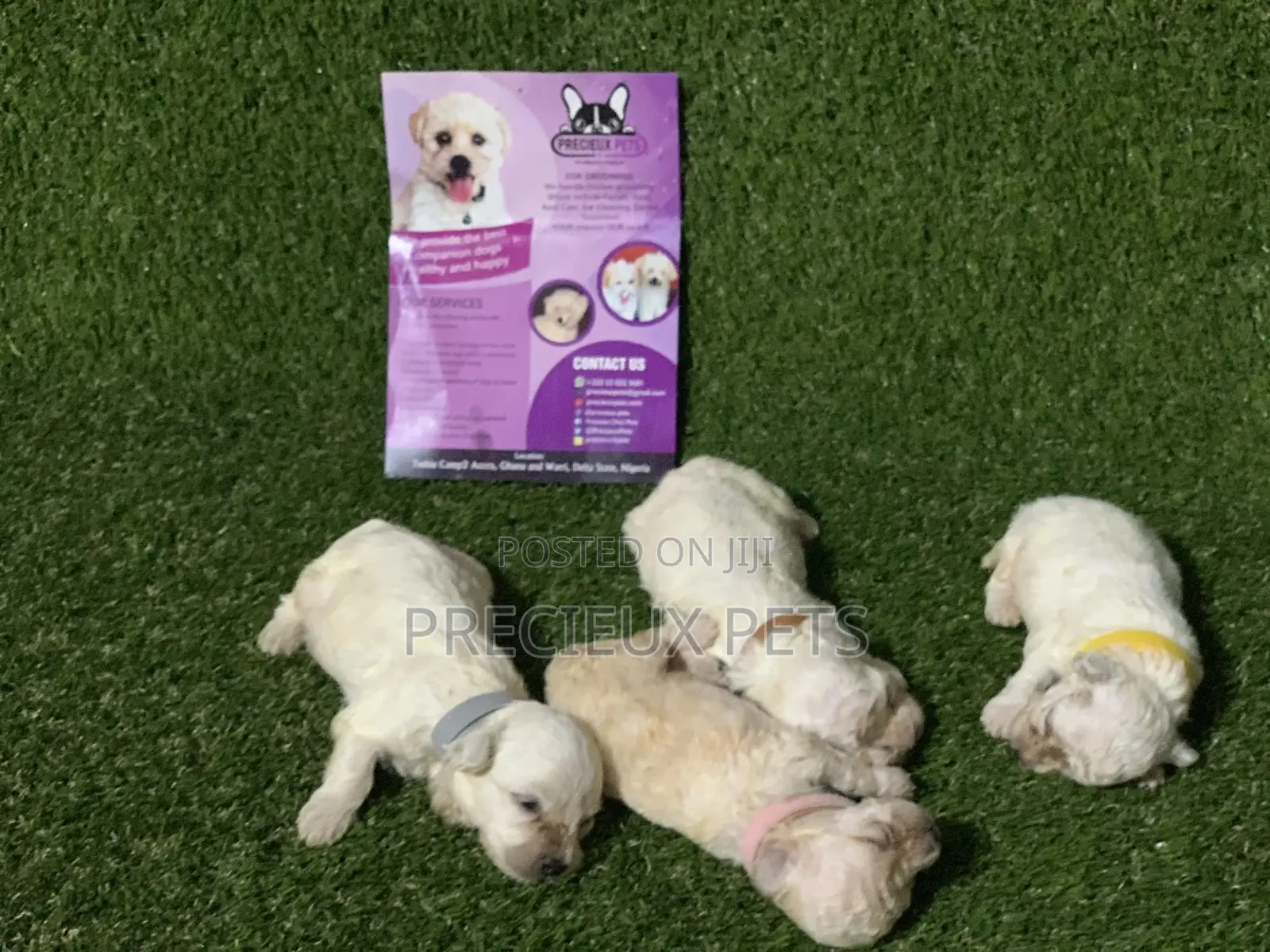 0-1 month Male Purebred Poodle