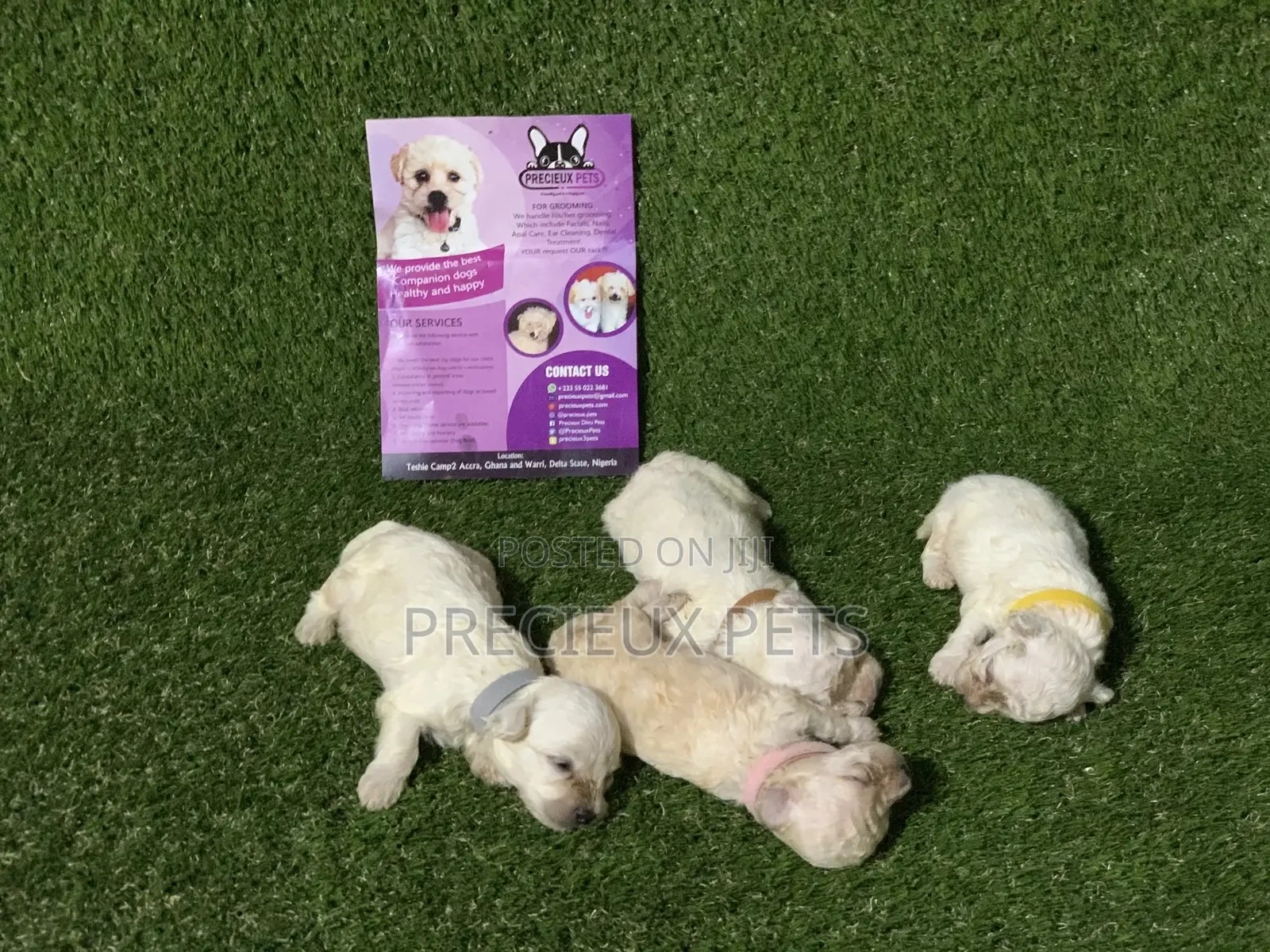 0-1 month Male Purebred Poodle