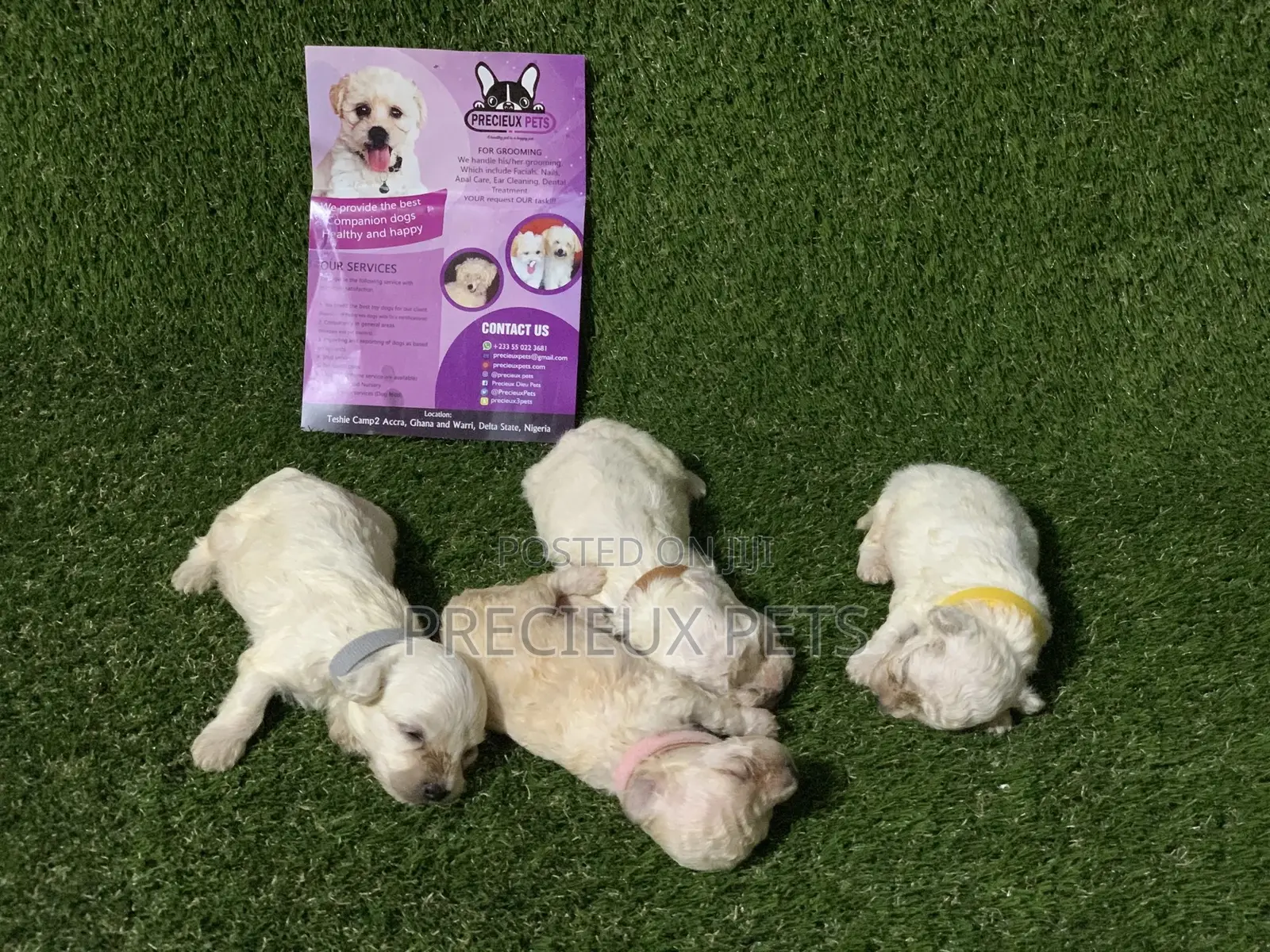 0-1 month Male Purebred Poodle