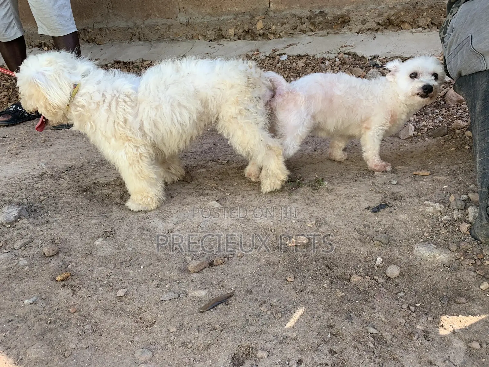 Stud Services For Maltese Male#1