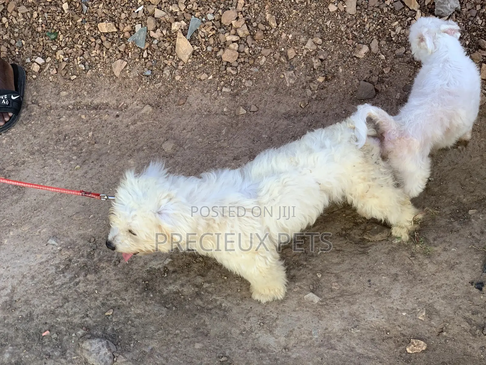 Stud Services For Maltese Male#1