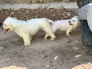 Stud Services For Maltese Male#1