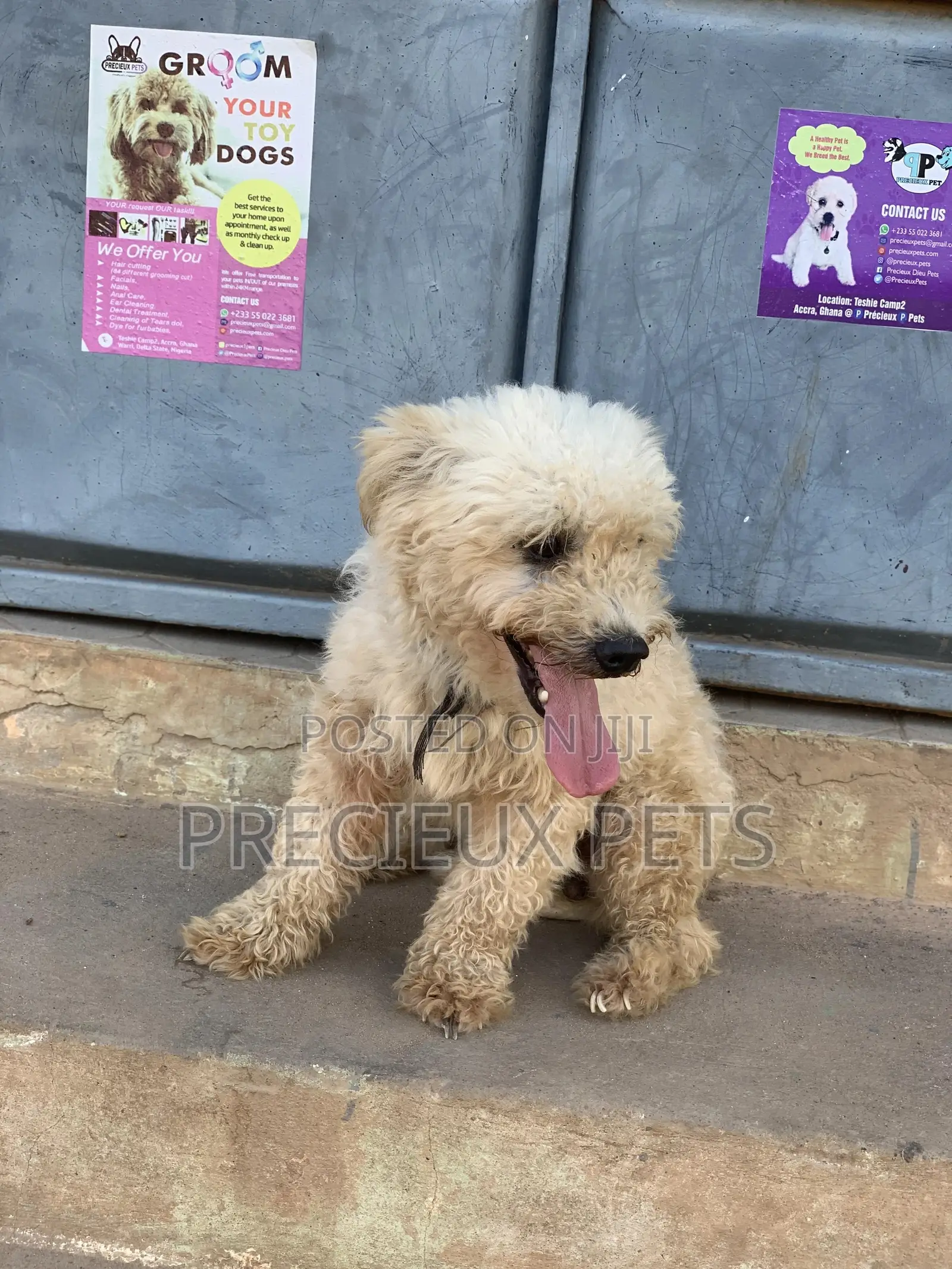 Male Maltese For Stud Services #3