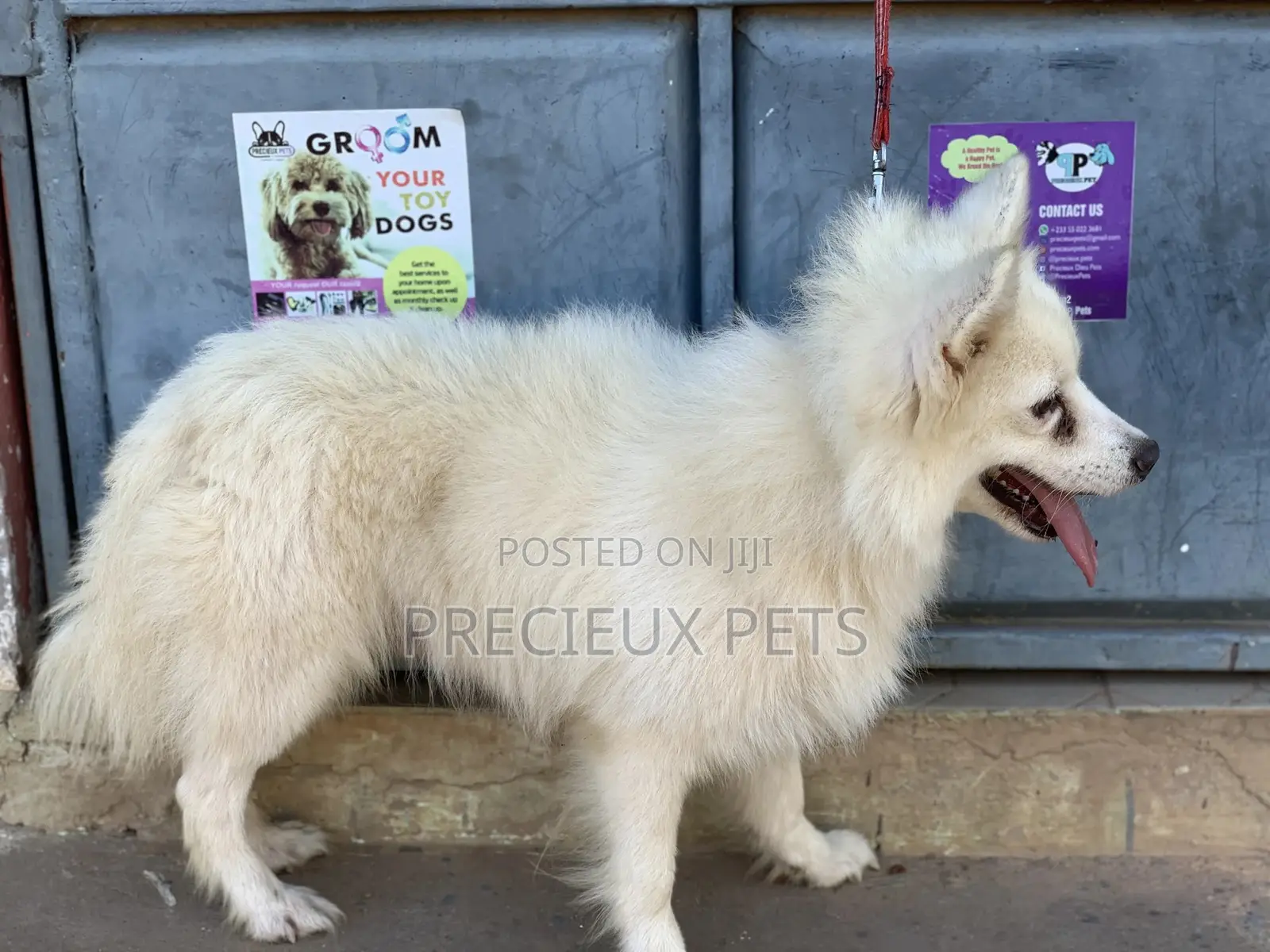 Stud Services For AMERICAN ESKIMO #1