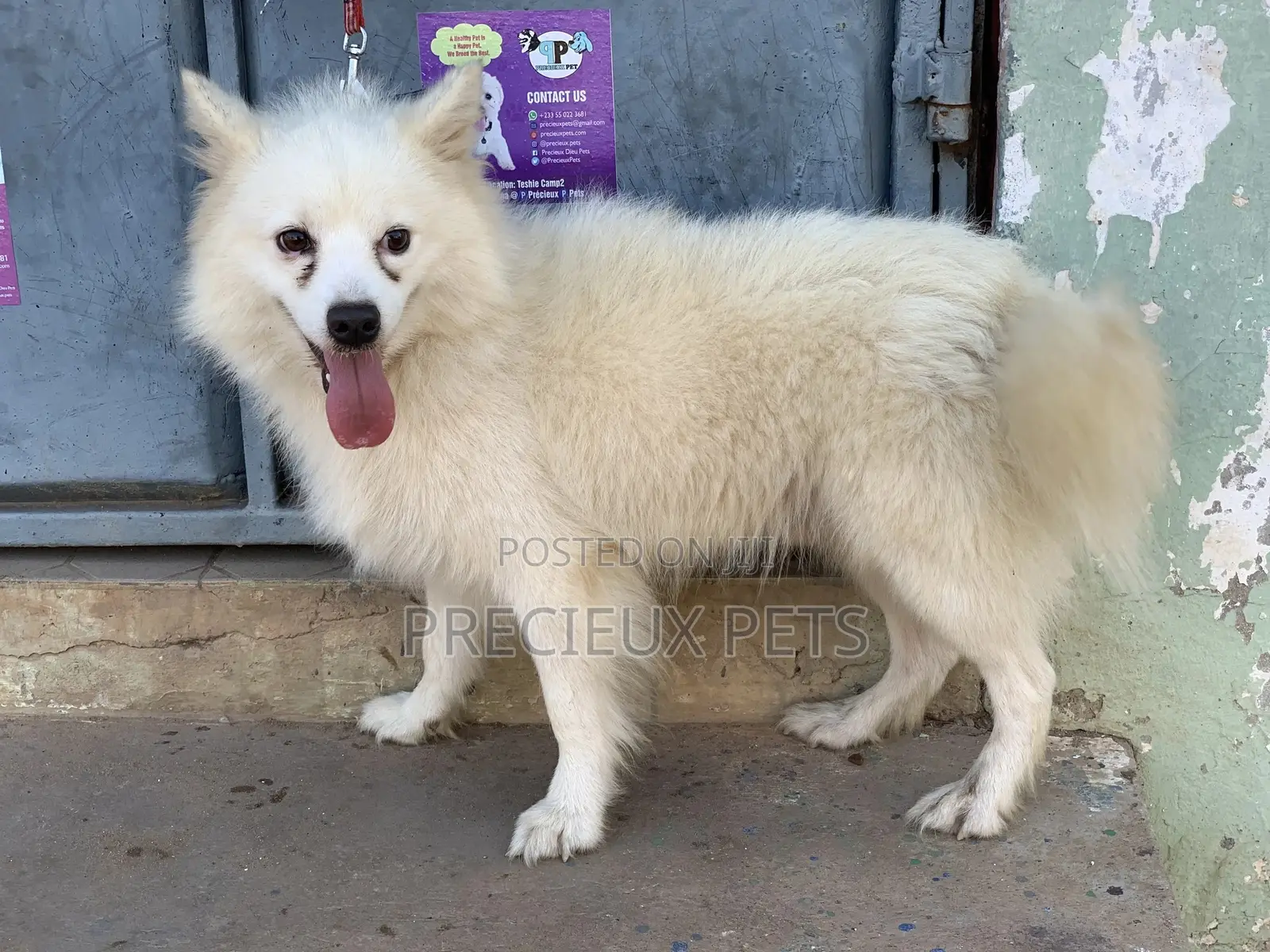 Stud Services For AMERICAN ESKIMO #1