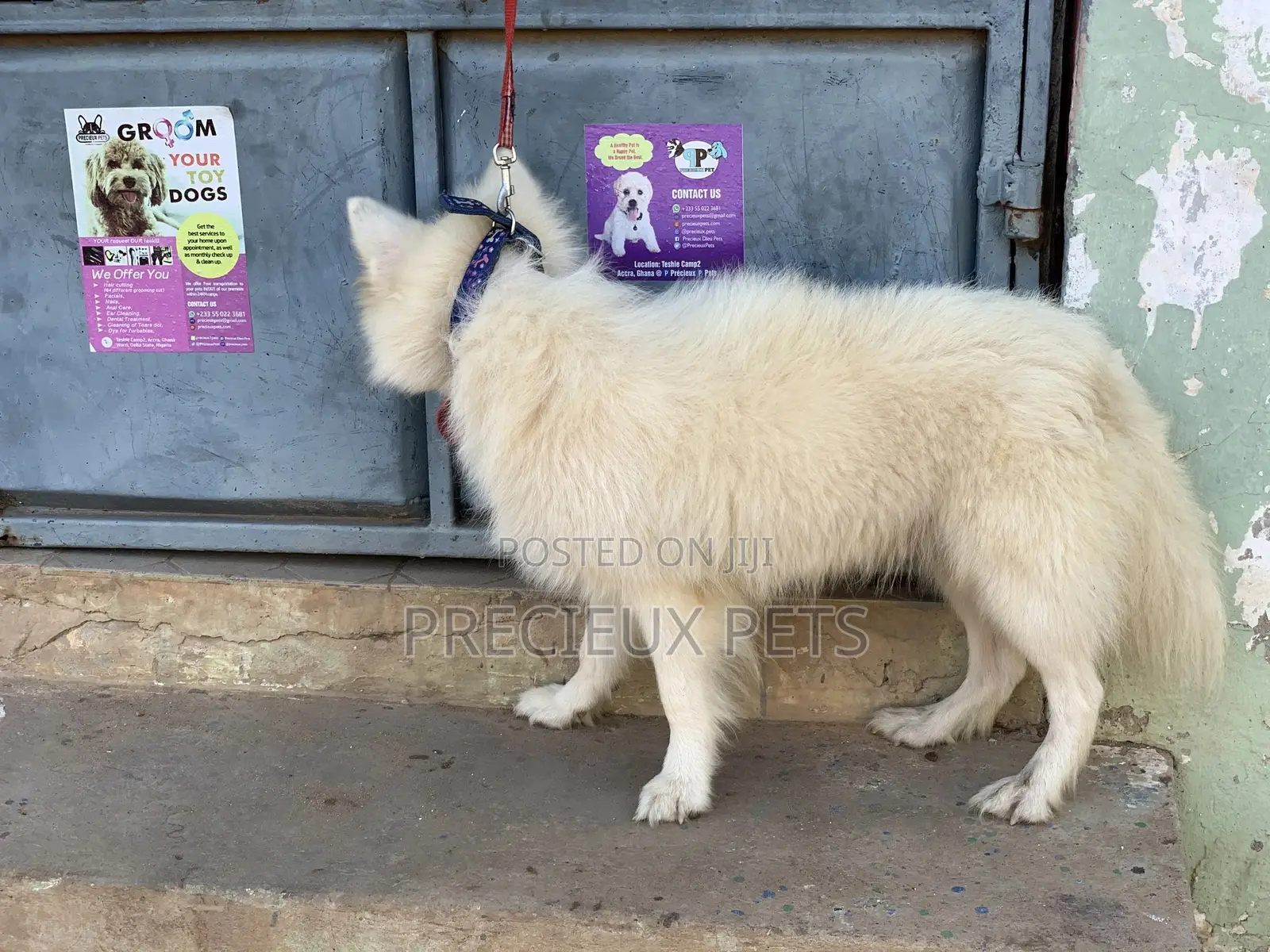 Stud Services For AMERICAN ESKIMO #1