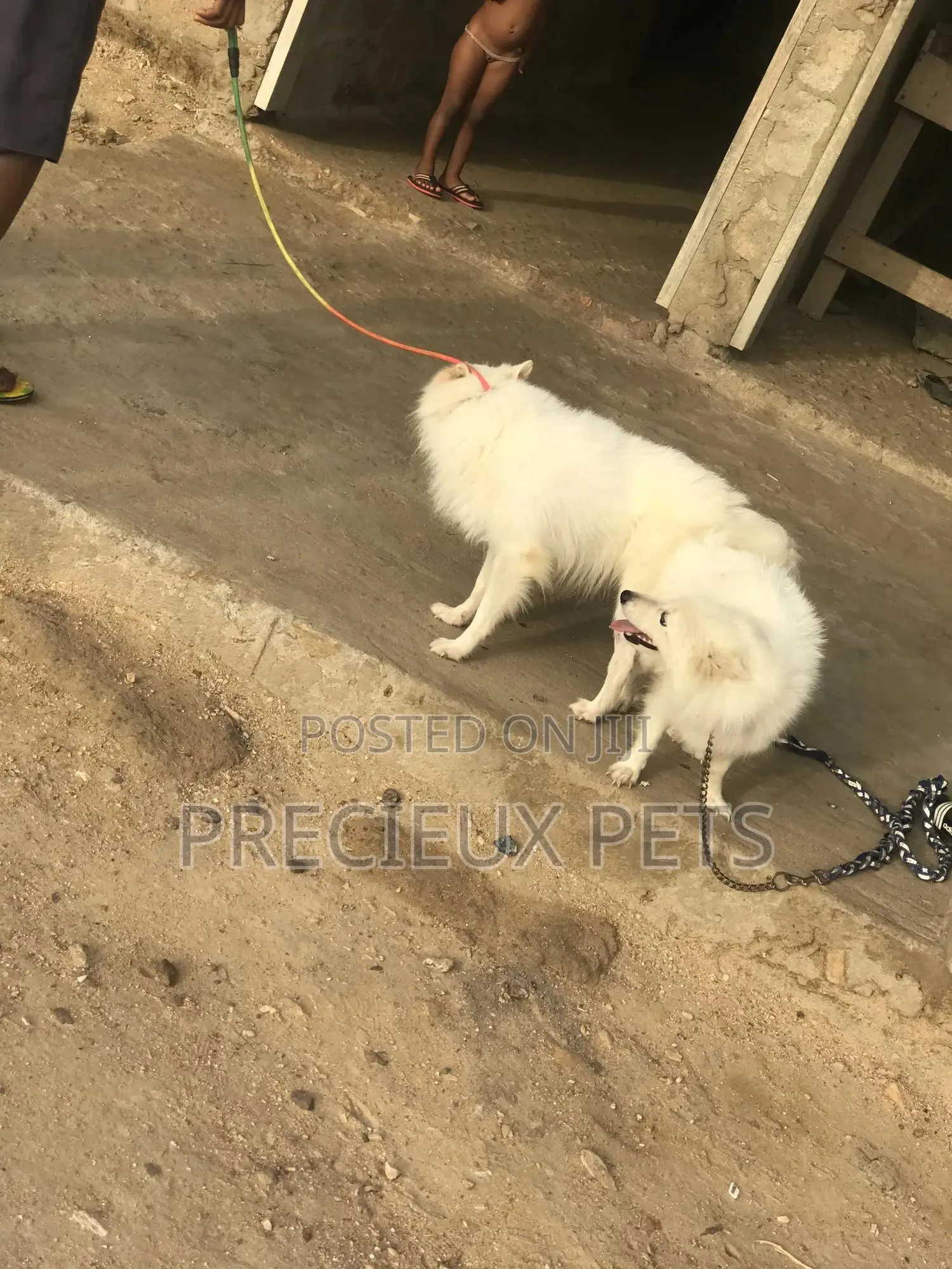 Crossing For American Eskimo #3- Vom Larry