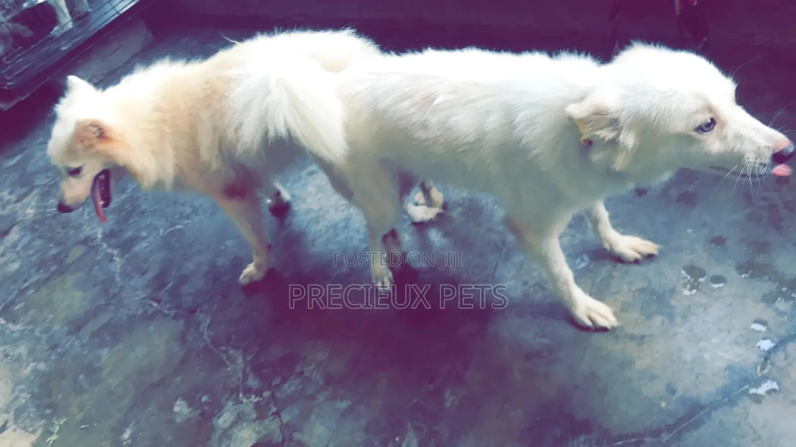 Crossing For American Eskimo #3- Vom Larry