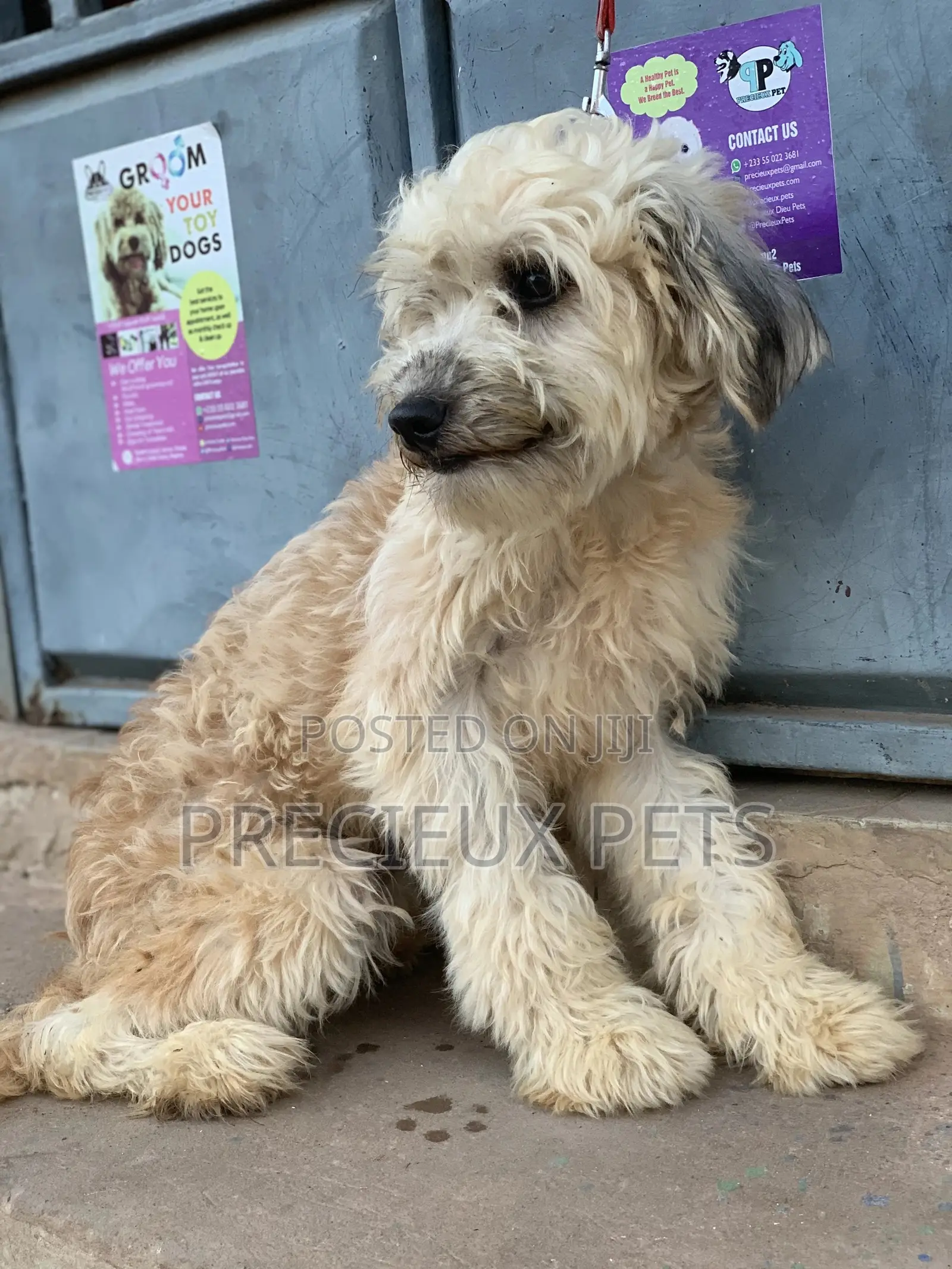 Stud Services For AMERICAN POODLES