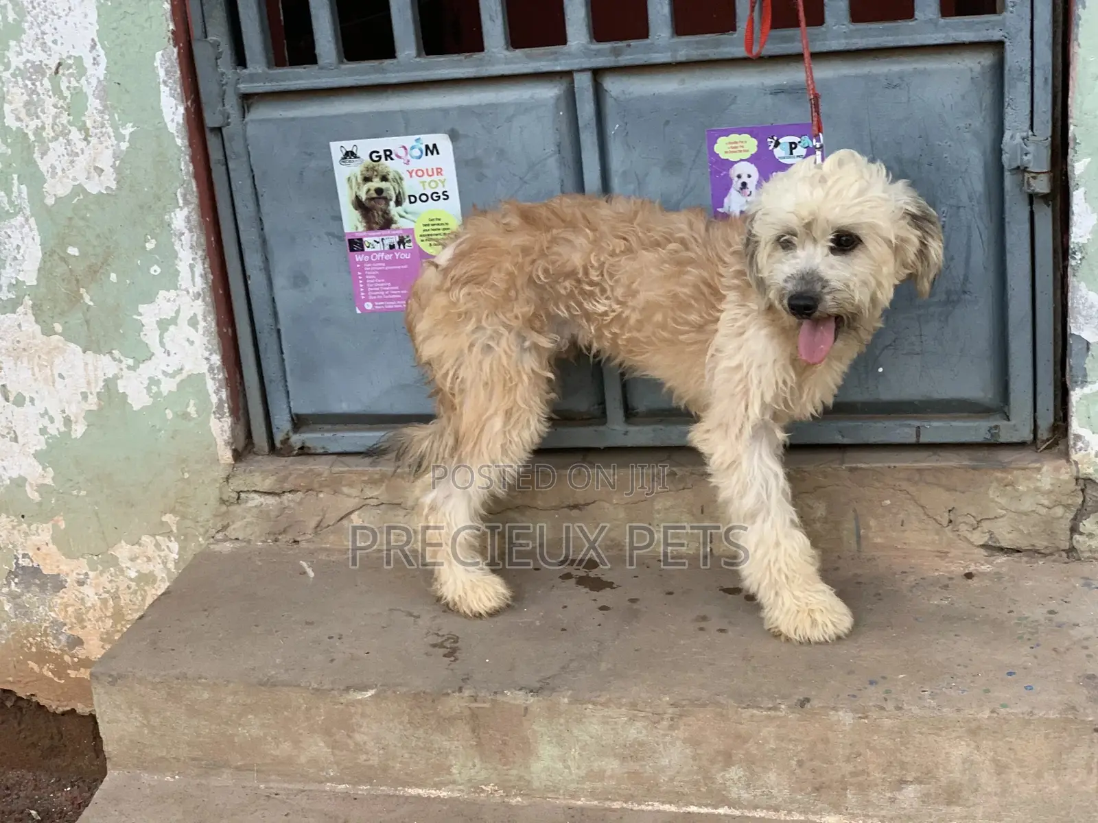 Stud Services For AMERICAN POODLES