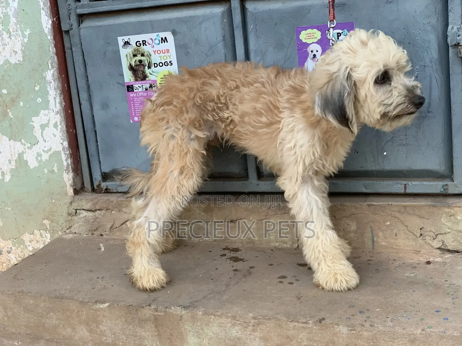 Stud Services For AMERICAN POODLES