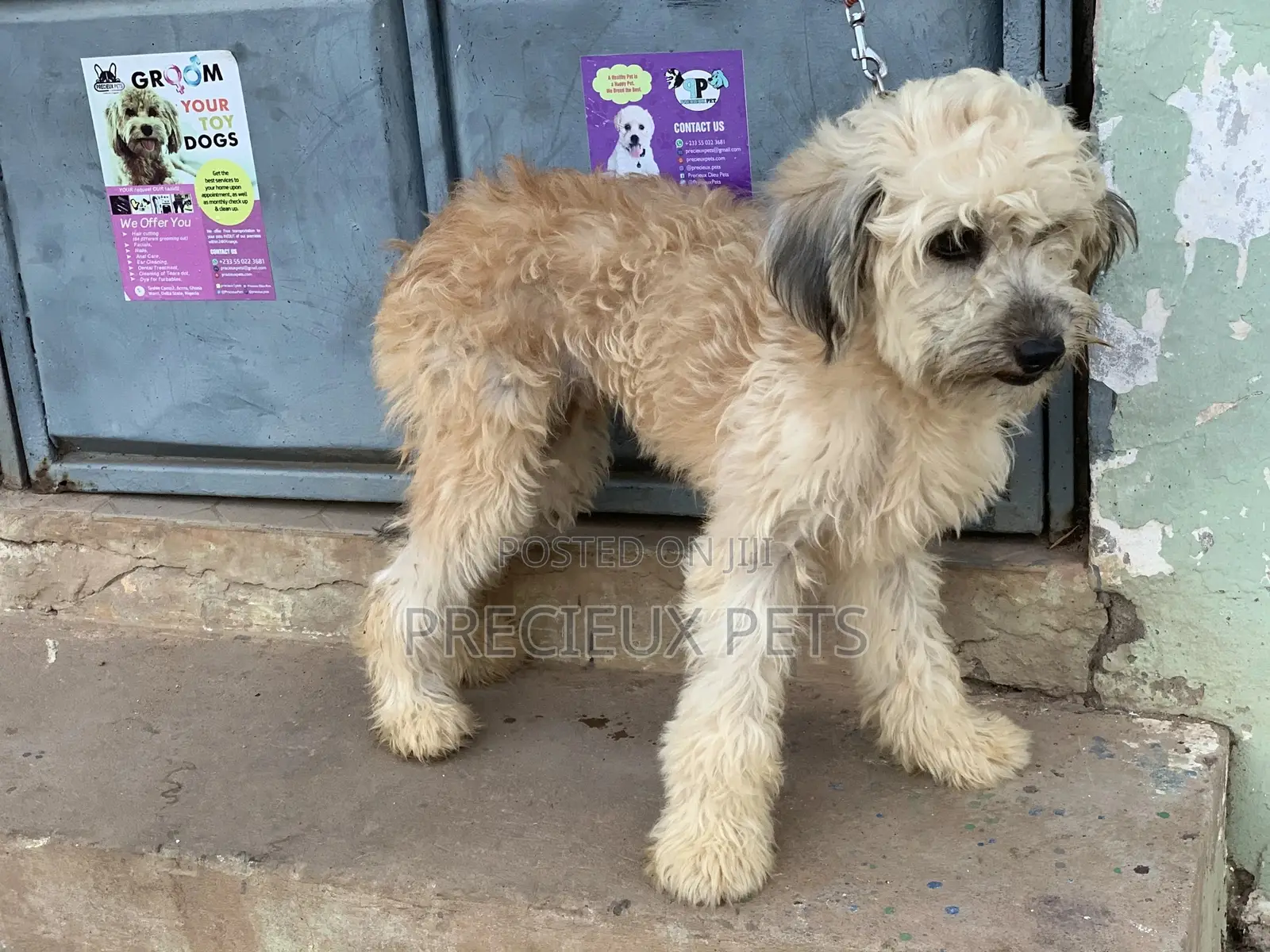 Stud Services For AMERICAN POODLES