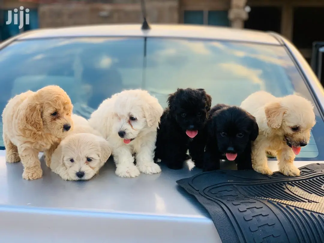 1-3 Month Male Purebred Poodle