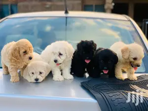 1-3 Month Male Purebred Poodle