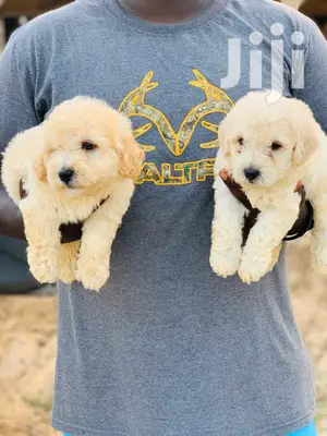 1-3 Month Male Purebred Poodle