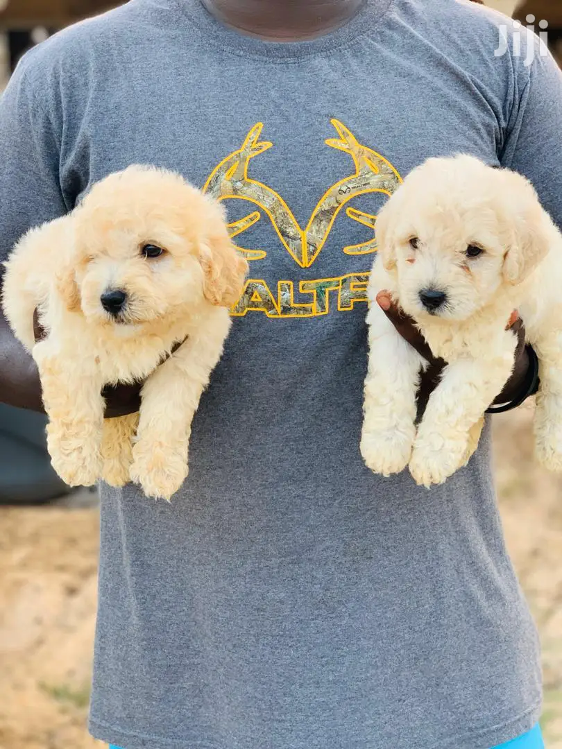 1-3 Month Male Purebred Poodle