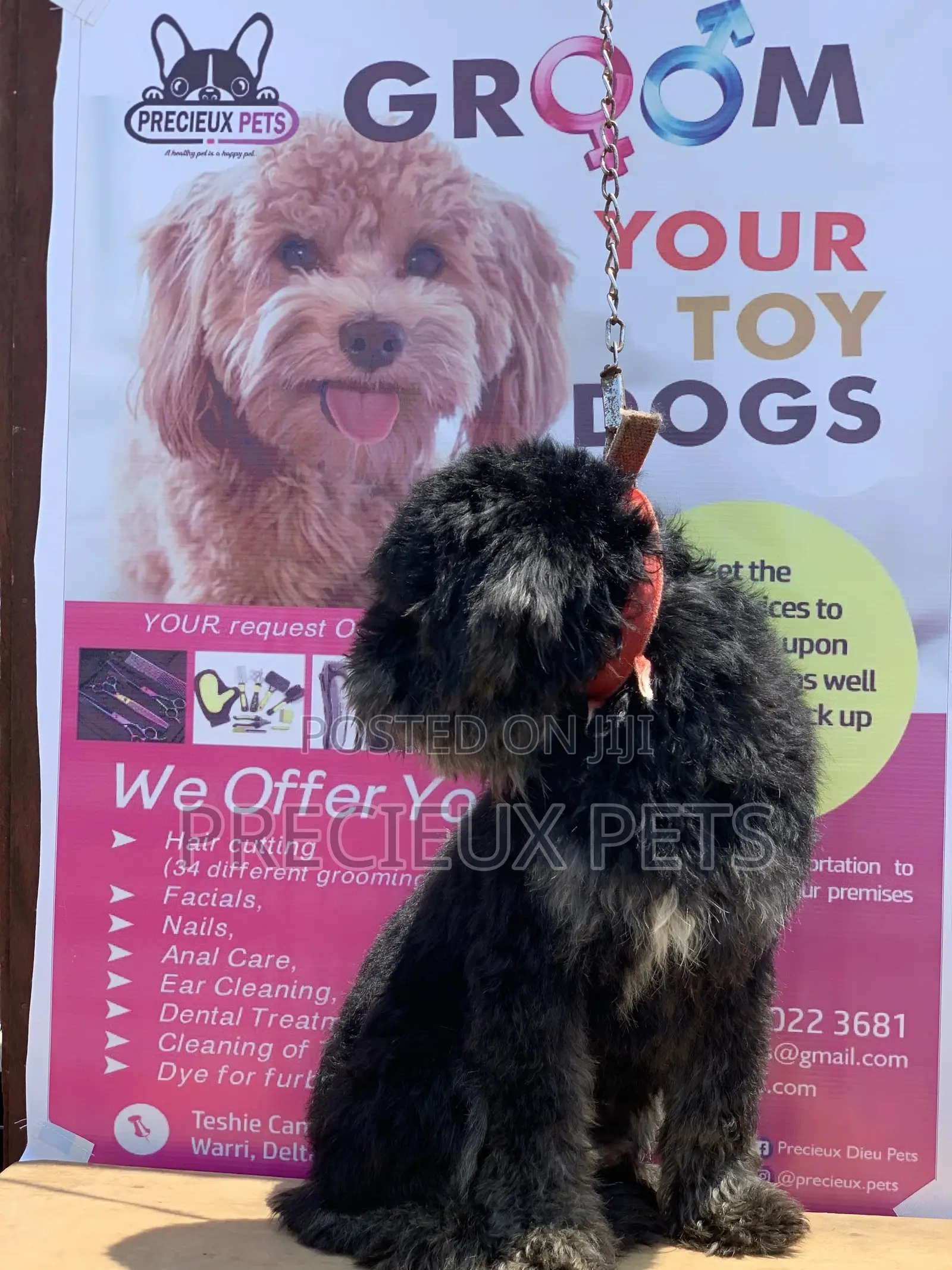 Stud Services For POODLES #2 -vom BUDDY