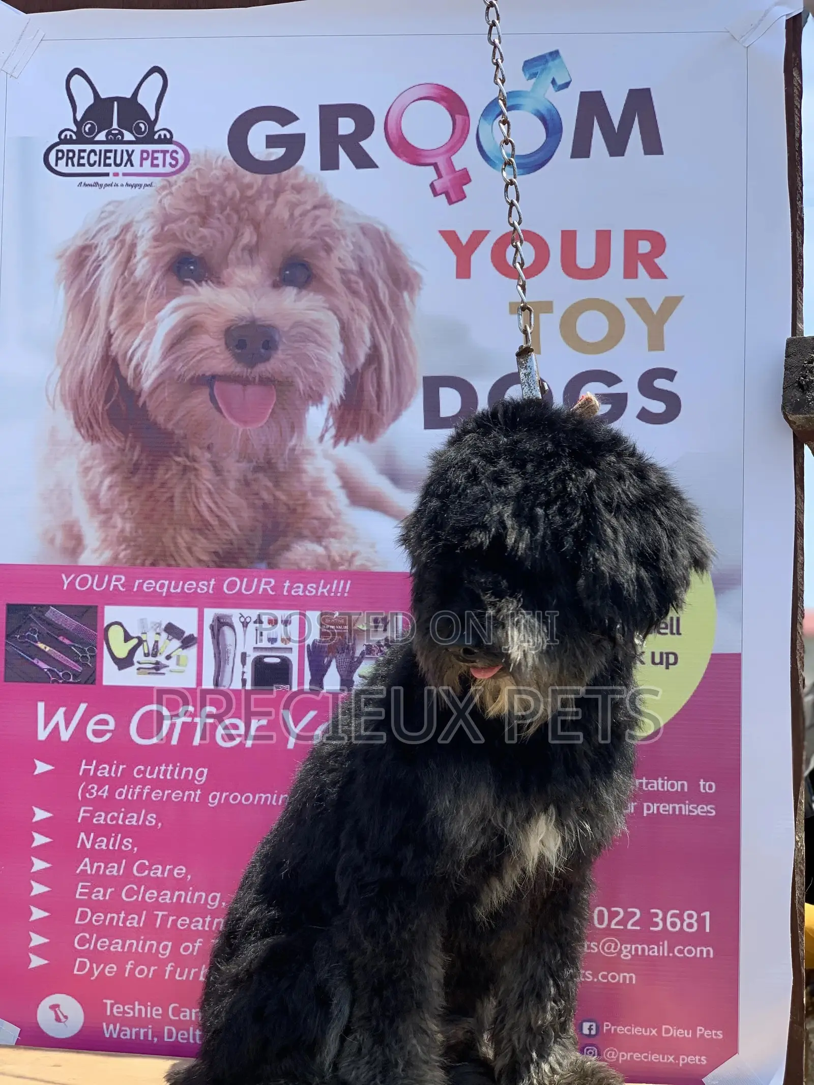 Stud Services For POODLES #2 -vom BUDDY