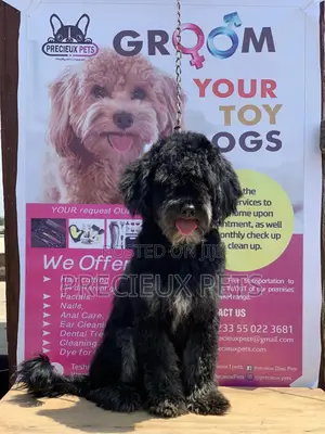Stud Services For POODLES #2 -vom BUDDY