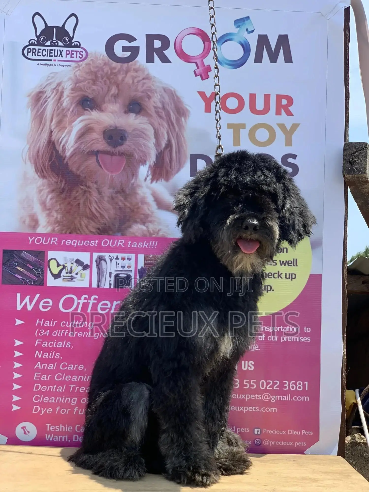Stud Services For POODLES #2 -vom BUDDY