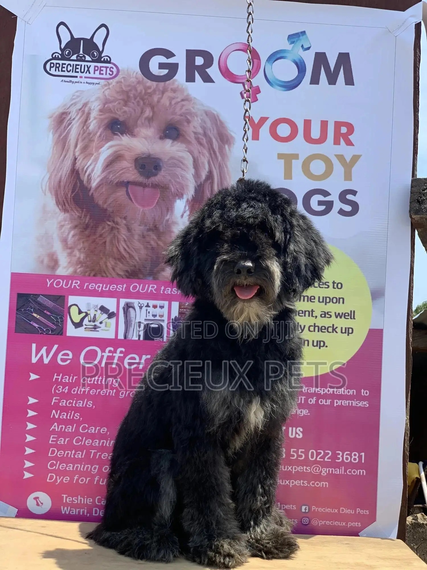 Stud Services For POODLES #2 -vom BUDDY